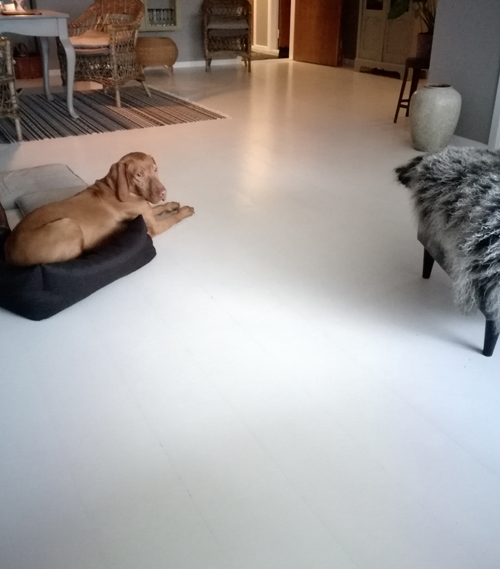 beton gulv malet med Morsø gulvmaling grå AL 931 med hund 